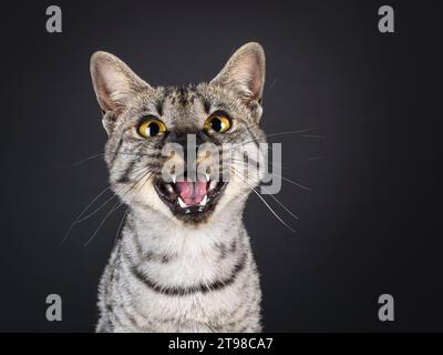 Vue de la tête de la bouche de chat F4 Savannah ouverte miaussant fort avec une expression souriante. Regarder directement à la caméra. isolé sur fond noir. Banque D'Images