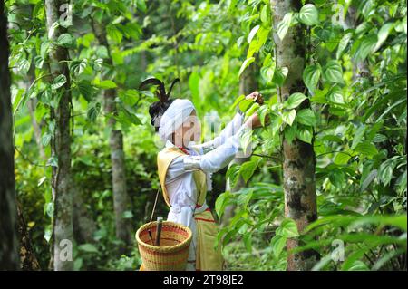 Sylhet, Bangladesh. 23 novembre 2023. La tribu Khasi vêtue de leur tenue traditionnelle pour célébrer Khasi Seng Kut Snem 2023 organisé par le Conseil social Khasi. Khasi Seng Kut snem est un festival traditionnel de fin d'année de la communauté Khasi du Grand Sylhet Division. Cette cérémonie a eu lieu au champ Magurchhara Khasia Punji à Kamalganj. Banque D'Images