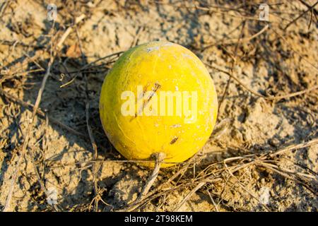 Pomme amère ou Citrullus colocyncette herbe dans le désert Banque D'Images