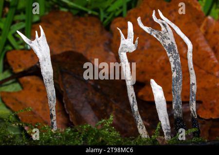 Xylaria hypoxylon (champignon du tabac à priser à la bougie) est une espèce de champignon bioluminescent qui se rencontre sur les branches tombées et les souches pourries des arbres à larges feuilles. Banque D'Images