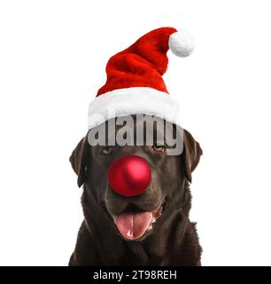 Adorable chien dans le chapeau de Santa ayant le nez de boule de Noël rouge isolé sur blanc Banque D'Images