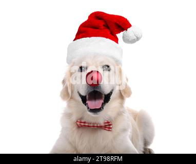 Adorable chien dans le chapeau de Santa ayant le nez de boule de Noël rouge isolé sur blanc Banque D'Images