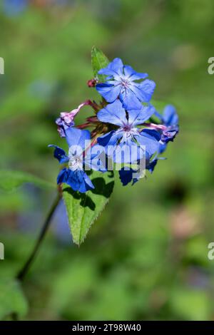 Gros plan de fleurs de plumbago chinois (ceratostigma willmottianum) en fleurs Banque D'Images