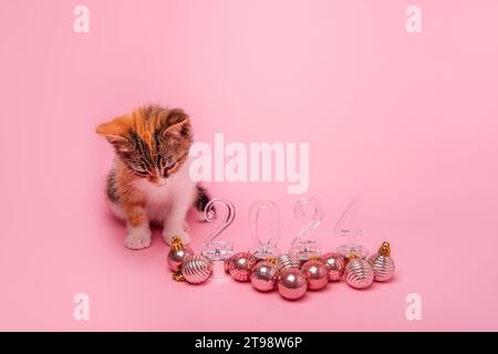 Petit chaton tricolore sur fond rose regarde les numéros transparents du nouvel an 2024. Fond isolé avec des boules de jouets de Noël sur le sol. Monoch Banque D'Images