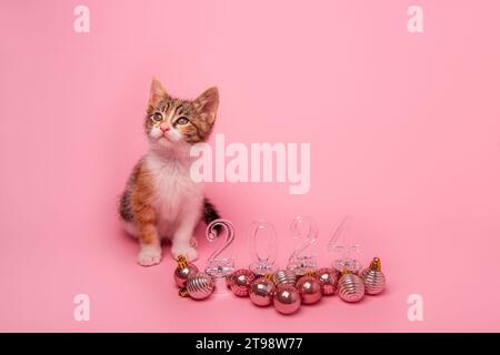 Petit chaton tricolore sur fond rose assis à côté des numéros transparents 2024 nouvel an. Fond isolé avec des boules de jouets de Noël sur le sol. M Banque D'Images