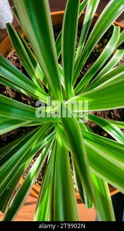 Une plante verte vibrante sur un bureau en bois rustique, avec un fond blanc derrière elle Banque D'Images