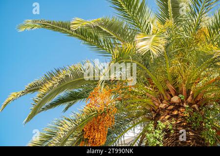 Palmier avec des feuilles vertes et des dates de croissance sur eux. Beaux palmiers avec des dates sur fond de ciel bleu. Vue du palmier, de la tige et des branches, des feuilles Banque D'Images