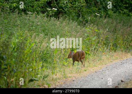 Un cerf muntjac se nourrissant de plantes au bord d'une piste Banque D'Images