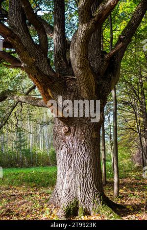 Vue verticale d'un vieux chêne épais poussant près de la forêt Banque D'Images