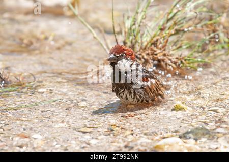 Bruant des arbres eurasiens (passer montanus) se baignant dans un ruisseau. Banque D'Images