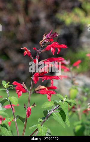 Gros plan de fleurs de sauge d'ananas (salvia elegans) en fleurs Banque D'Images