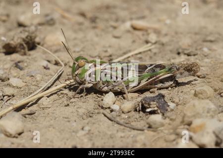Gros plan détaillé naturel sur la belle sauterelle méditerranéenne, Oedaleus deceus assis sur le sol Banque D'Images