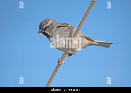 Moineau de la mer Morte (passer moabiticus) mangeant un insecte attrapé sur une branche. Banque D'Images