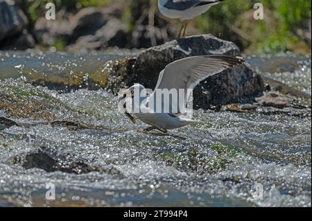 Mouette arménienne (Larus armenicus) chassant les poissons migrateurs dans la rivière. Banque D'Images