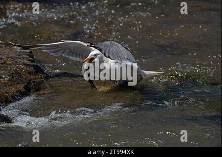 Mouette arménienne (Larus armenicus) chassant les poissons migrateurs dans la rivière. Banque D'Images