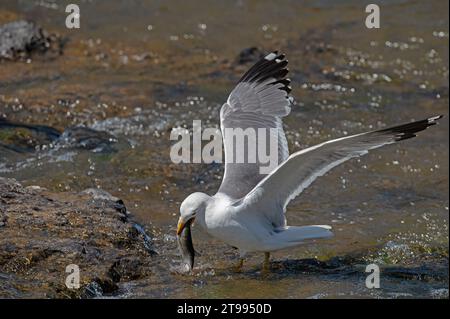 Mouette arménienne (Larus armenicus) chassant les poissons migrateurs dans la rivière. Banque D'Images