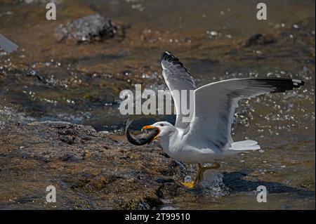 Mouette arménienne (Larus armenicus) chassant les poissons migrateurs dans la rivière. Banque D'Images