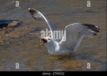 Mouette arménienne (Larus armenicus) chassant les poissons migrateurs dans la rivière. Banque D'Images