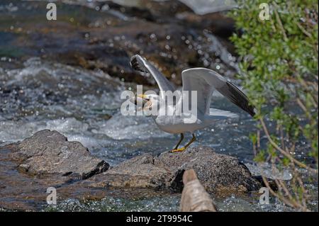 Mouette arménienne (Larus armenicus) chassant les poissons migrateurs dans la rivière. Banque D'Images