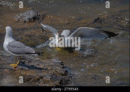 Mouette arménienne (Larus armenicus) chassant les poissons migrateurs dans la rivière. Banque D'Images