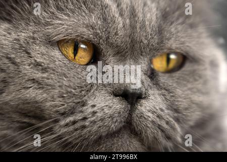 Visage d'un chat britannique Shorthair gros plan Banque D'Images