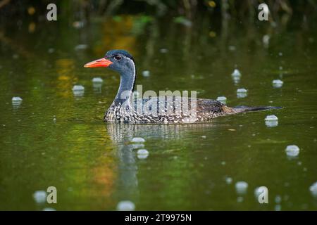 African Finfoot - Podica senegalensis oiseau aquatique de Heliornithidae (les foots et les Sungrebe), rivières et lacs d'Afrique, oiseau aquatique nageant dans Banque D'Images