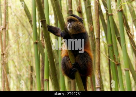 Singe doré - Cercopithecus kandti à l'origine sous-espèce du singe bleu (Cercopithecus mitis kandti), trouvé à Mgahinga en Ouganda, Volcans au Rwan Banque D'Images