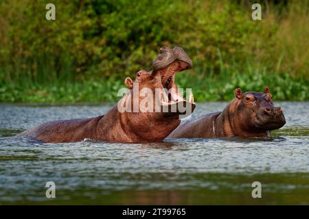 Hippopotame - Hippopotame amphibius ou hippopopotame est un grand mammifère semi-aquatique, principalement herbivore, originaire d'Afrique subsaharienne. Adulte avec bouche ouverte Banque D'Images
