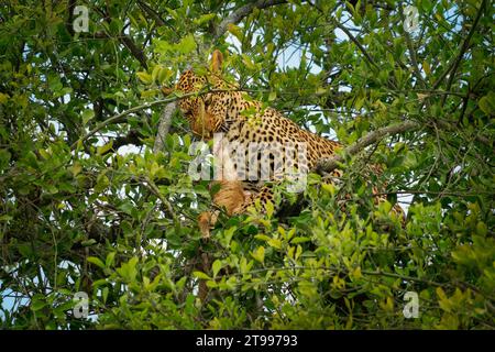 Léopard - Panthera pardus, gros chat jaune tacheté en Afrique, genre Panthera famille de chats Felidae, gros chat dans l'arbre vert couché et mangeant ante chassée ante Banque D'Images