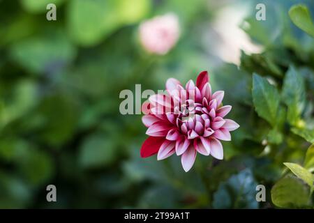 Gros plan belles fleurs de chrysanthème dans le jardin, fleurs d'automne Banque D'Images