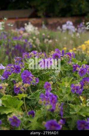 Geranium magnificum dans un cottage jardin à Abbey Wood, au sud-est de Londres Banque D'Images