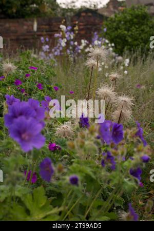 Pasque Flower Seedheads dans un jardin cottage. Géranium magnificum au premier plan. Banque D'Images