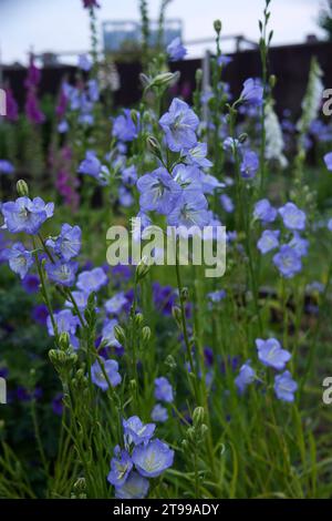 Campanula persicifolia ou Canterbury Bell dans un jardin cottage à Abbey Wood, Londres Banque D'Images