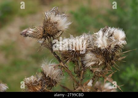 Un chardon ou Carduus est une plante en fleurs piquante et sèche dans une prairie irlandaise. Banque D'Images