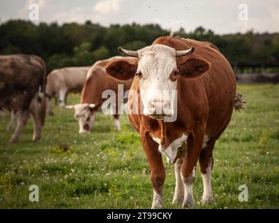 Photo d'une vache holstein debout à Zasavica, en Serbie. Le Frison Holstein est une race ou un groupe international de races de bovins laitiers. Il orig Banque D'Images