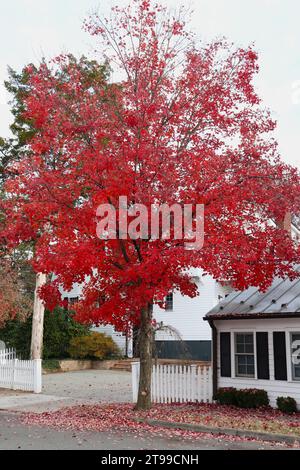 Red Maple Tree se tient seul sur le trottoir au milieu des feuilles tombées Banque D'Images