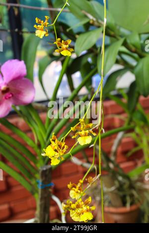 Orchidée jaune et rose fleurie au jardin botanique Kings à Peradeniya, Kandy, Sri Lanka. Gros plan, espace de copie Banque D'Images