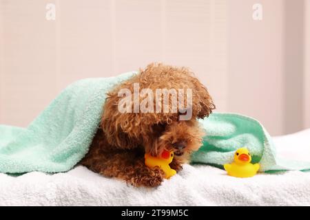 Mignon chien Maltipoo enveloppé dans une serviette rongeant le canard en caoutchouc à l'intérieur. Adorable animal de compagnie Banque D'Images