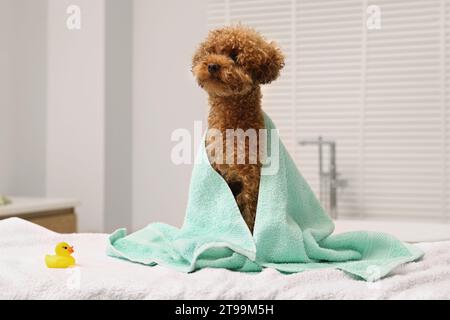 Mignon chien Maltipoo enveloppé dans une serviette et canard en caoutchouc dans la salle de bain. Adorable animal de compagnie Banque D'Images