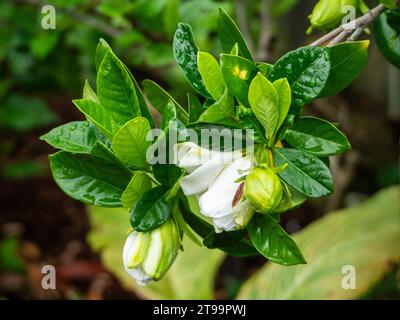 Fleurs de Gardenia bourgeonnant et fleurissant, feuilles vert foncé fraîches et humides et couvertes de gouttes de pluie pliant légèrement la tige, jardin côtier australien Banque D'Images