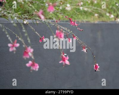 Rose chaud Gaura ou fleurs de papillon tourbillonnant (Gaura lindheimeri ) se pliant avec le poids des gouttelettes d'eau scintillantes après la pluie Banque D'Images