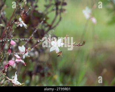 Belle scène de jardin d'une abeille sur le bout d'une tige saule d'une Gaura ou tourbillon fleur de papillon dans un jardin domestique australien couvert de gouttes de pluie Banque D'Images