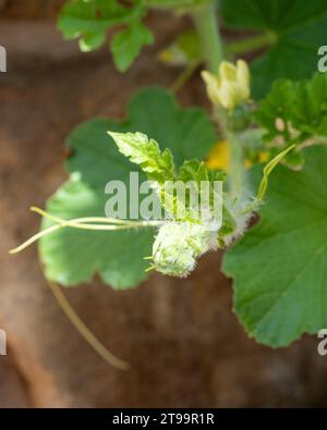 Gros plan des vignes, feuilles et fleurs jaunes des plants de tomate et concombre suspendus au-dessus de la paroi rocheuse du potager Banque D'Images