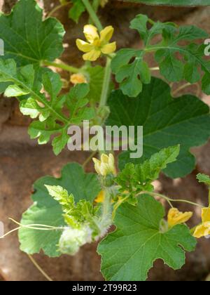 Vignes , feuilles et fleurs jaunes des plants de tomate et concombre suspendus au-dessus de la paroi rocheuse du potager Banque D'Images