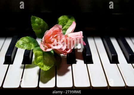 Roses roses sur les touches de piano Banque D'Images