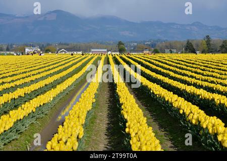 Champs de tulipes dans la vallée de Skagit dans l'État de Washington. Champs colorés de tulipes jaunes.. Banque D'Images