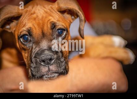 Chiot Boxer détenu à directement à l'appareil photo Banque D'Images