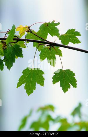 Feuilles d'érable (Acer circinatum) à Mill Creek Falls, Rogue-Umpqua National Scenic Byway, Prospect State Park, Oregon Banque D'Images