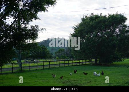 Scène de paysage rural avec des poulets et des coqs (Gallus gallus domesticus) errant sur une propriété clôturée verte à Scenic Rim, Queensland, Australie Banque D'Images