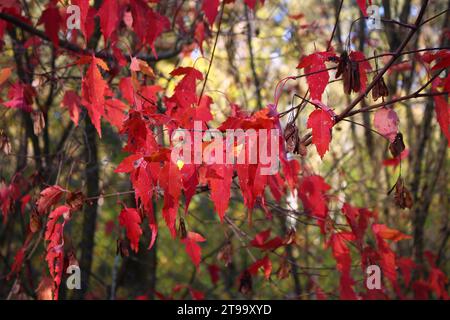 Feuilles d'automne rouge vif de l'érable décoratif de l'Amour, Acer ginnala Banque D'Images